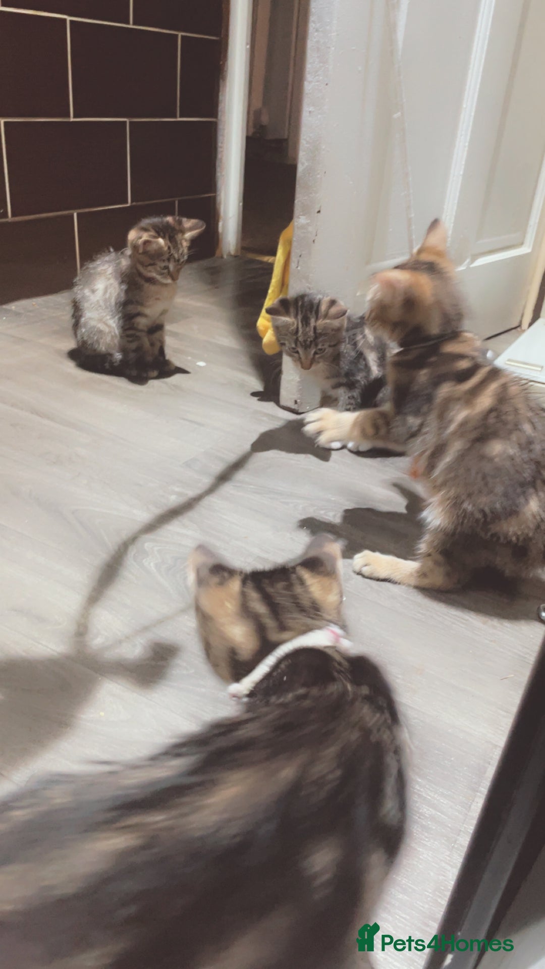 Mixed Breed cats for sale: 4 stunning tabby kittens - Image 14