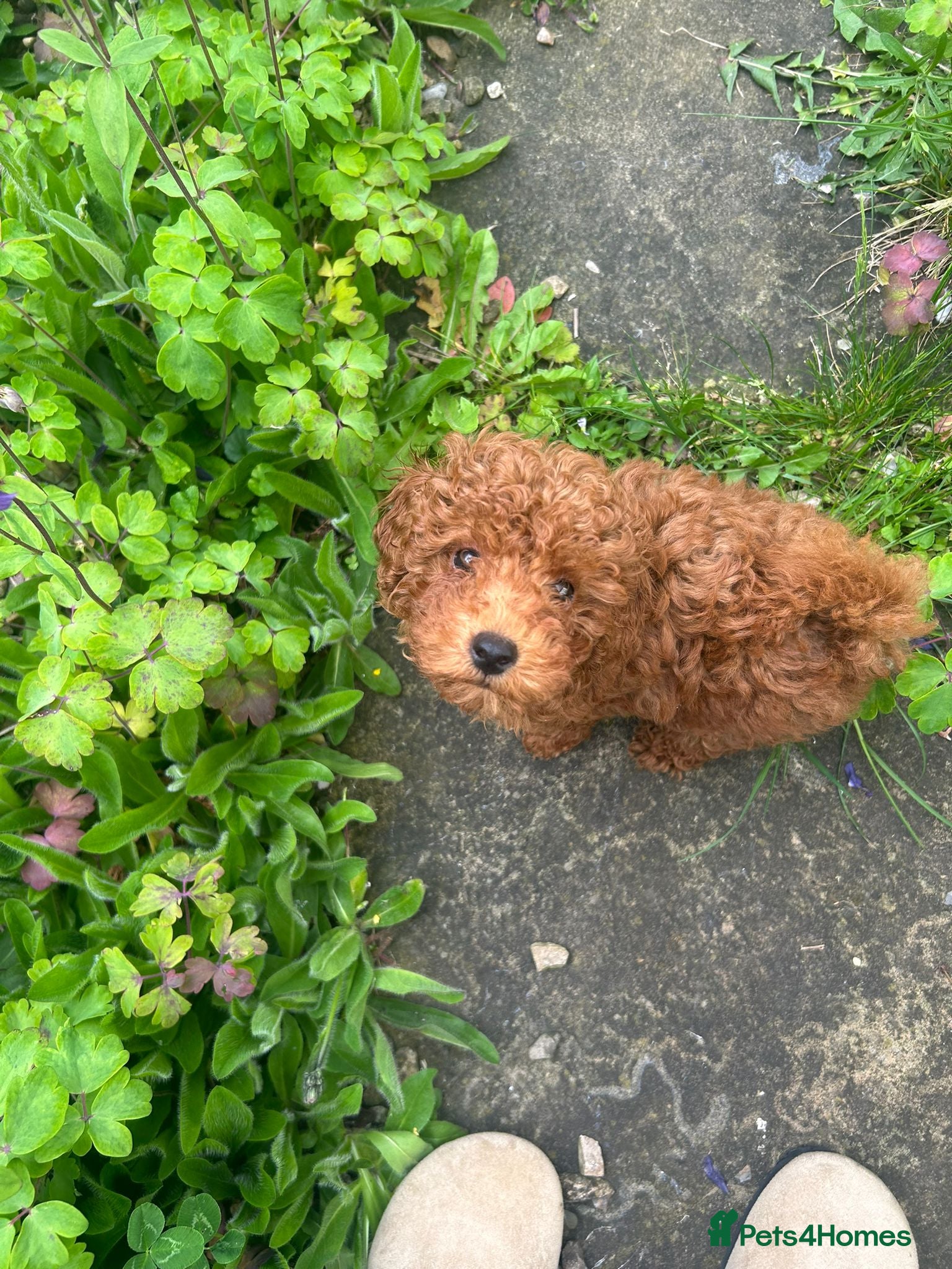 Toy Poodle dogs 11 week old Toy Poodle  - Advert 1