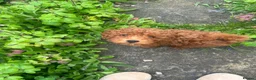 Toy Poodle dogs for sale: 11 week old Toy Poodle  - Advert 1