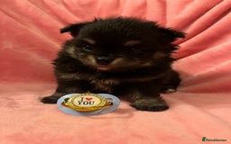 Pomchi dogs for sale: INCREDIBLE Thai/Korean pomchi READY 5th September  - Image 16