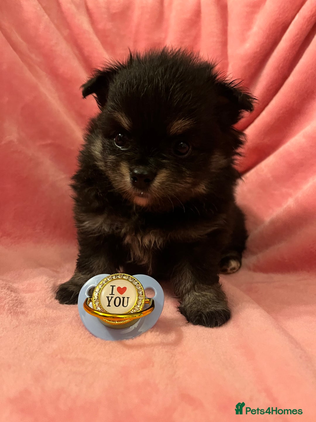 Pomchi dogs for sale: INCREDIBLE Thai/Korean pomchi READY 5th September  - Image 16