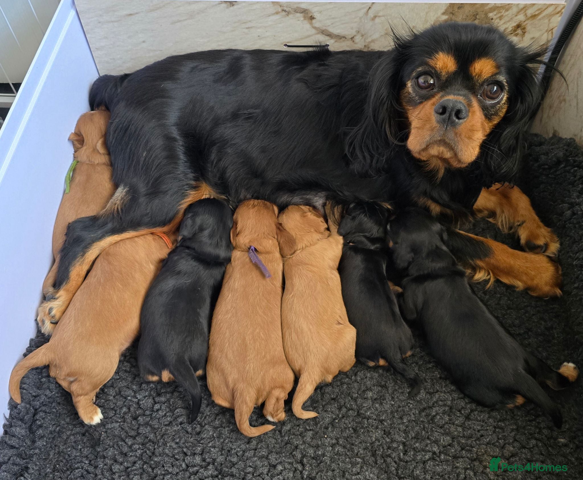 Cavalier King Charles Spaniel dogs Beautiful  Cavalier  puppies  - Advert 2