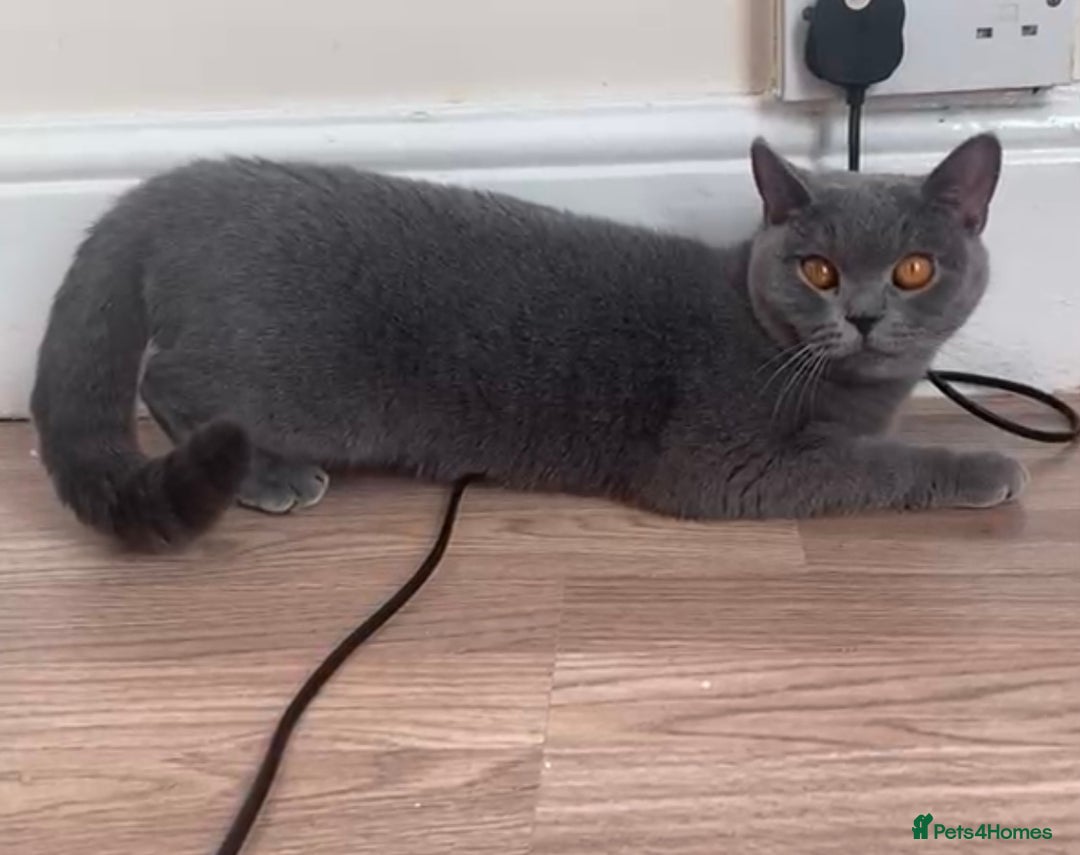 British Shorthair cats for sale: GCCF Active Championship line Blue & Lilac Kittens - Image 36
