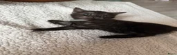 Mixed Breed cats for sale: Half MAINE COON x Domestic Cat - Advert 3