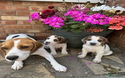 Beagle dogs for sale: Beagle puppies for sale,ready to leave NOW‼️ - Image 8