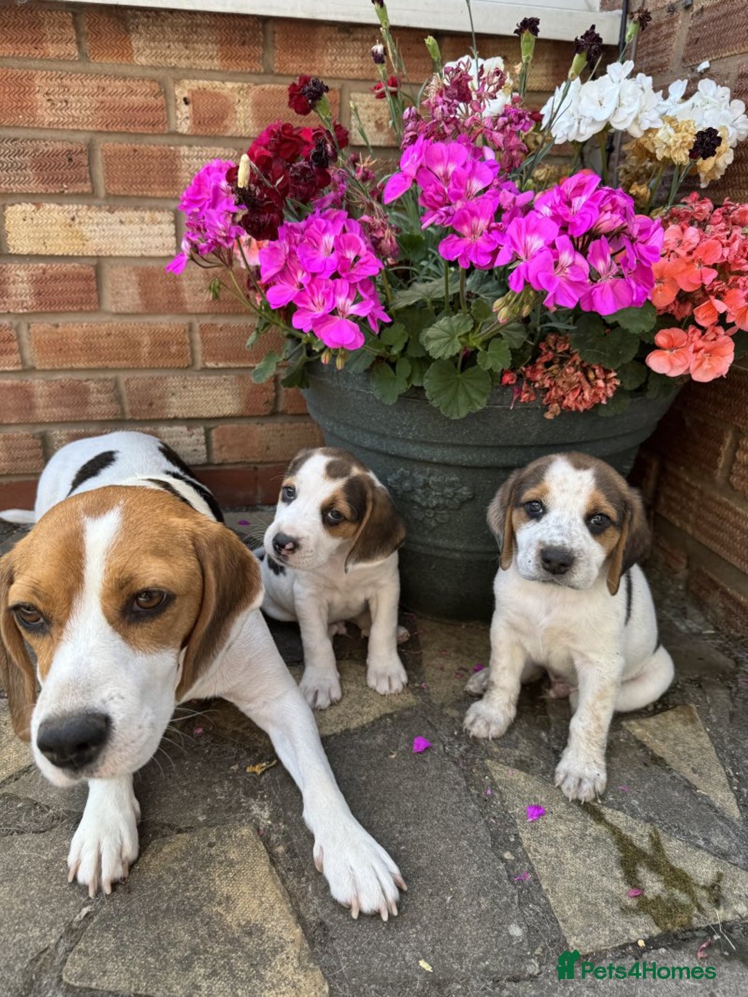 Beagle dogs for sale: Beagle puppies for sale,ready to leave NOW‼️ - Image 8