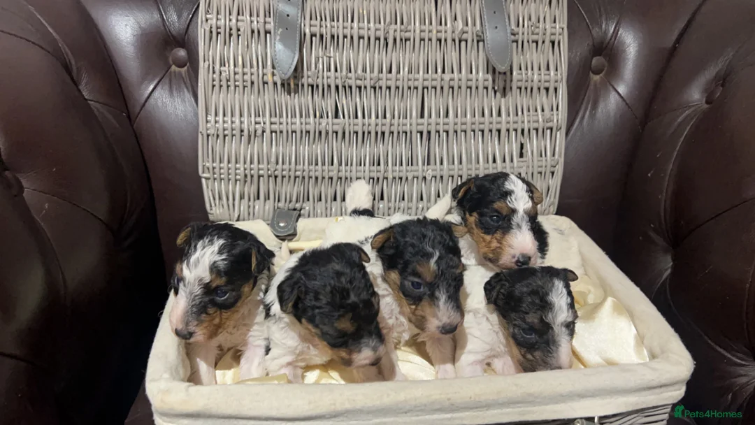 Fox Terrier dogs for stud: (TEDDY) Wire haired, fox terrier for STUD in Uttoxeter - Advert 12