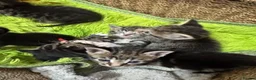 Mixed Breed cats for sale: 6 Beautiful kittens looking for there forever home - Advert 1