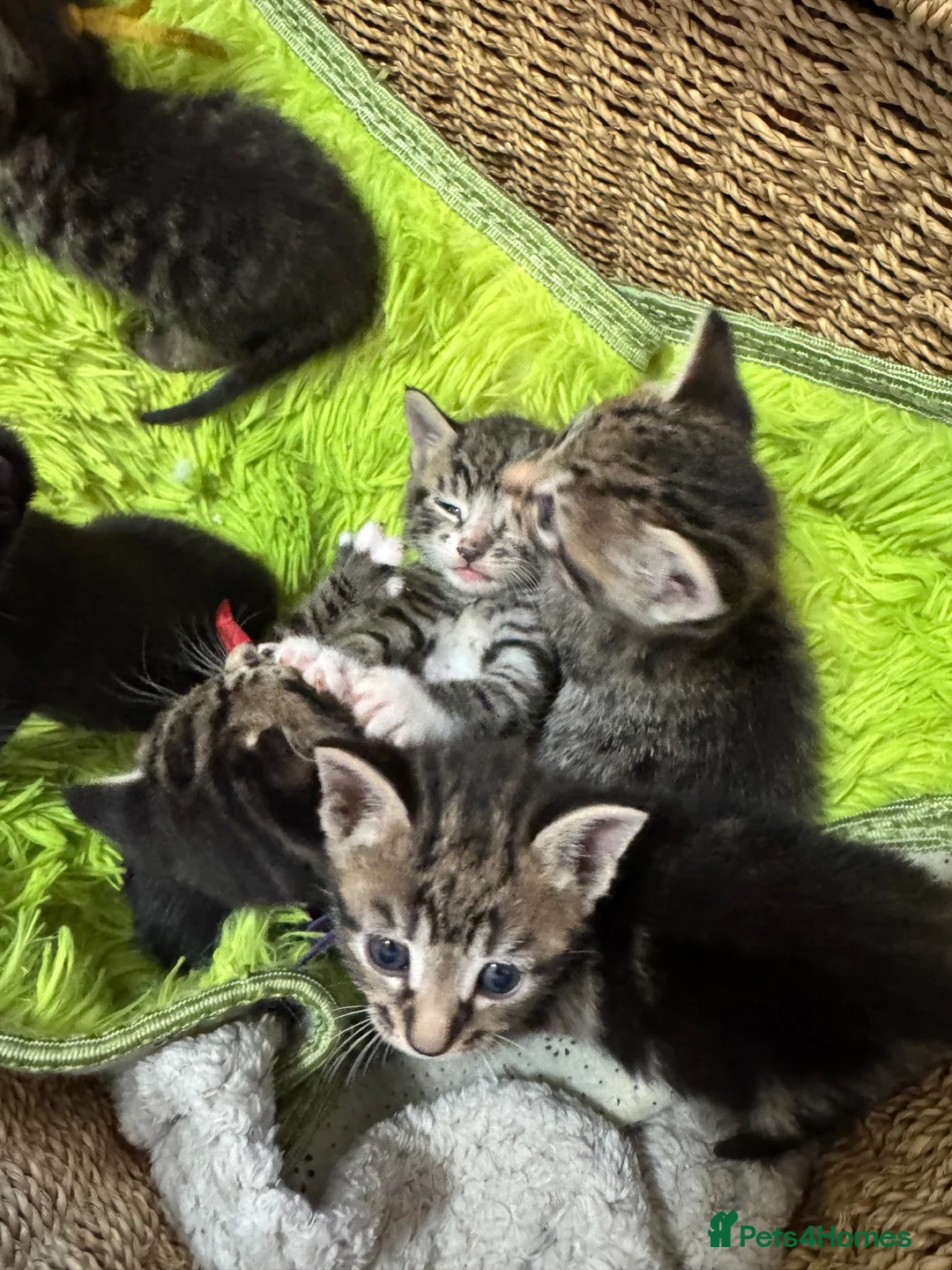 Mixed Breed cats for sale: 6 Beautiful kittens looking for there forever home - Advert 1