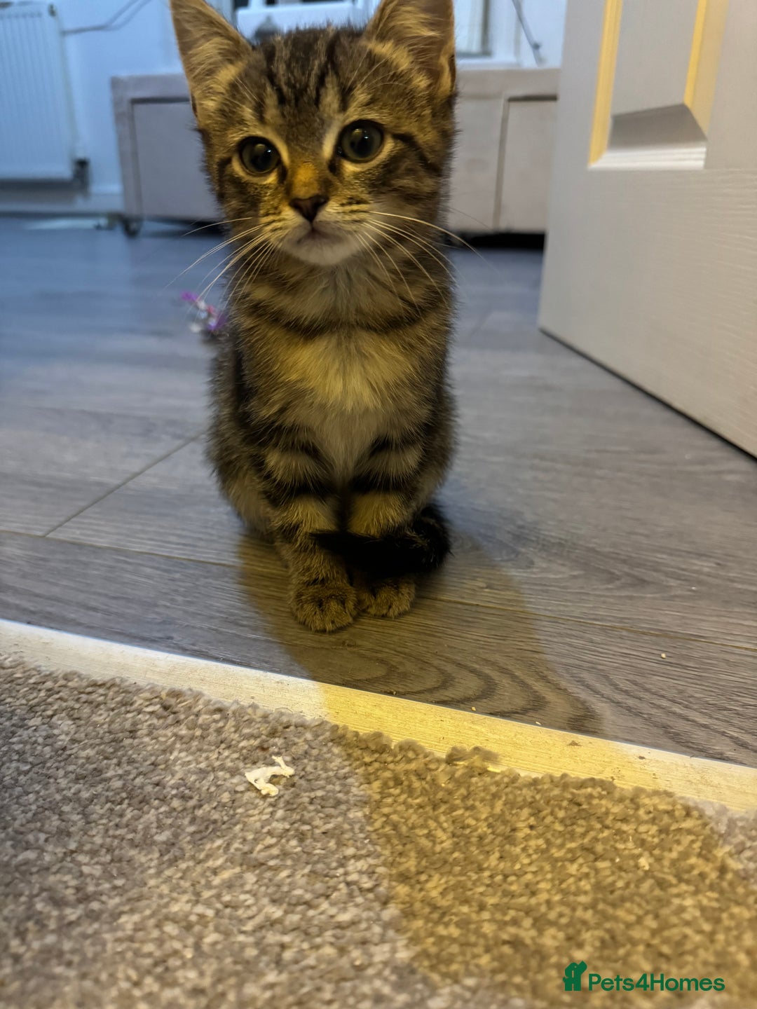 Ragdoll cats for sale: Taddy mixed with ragdoll for sale  - Advert 14