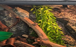 Frog reptiles for sale: Downsizing tree frogs  - Image 8