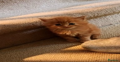 Persian cats - Advert 6