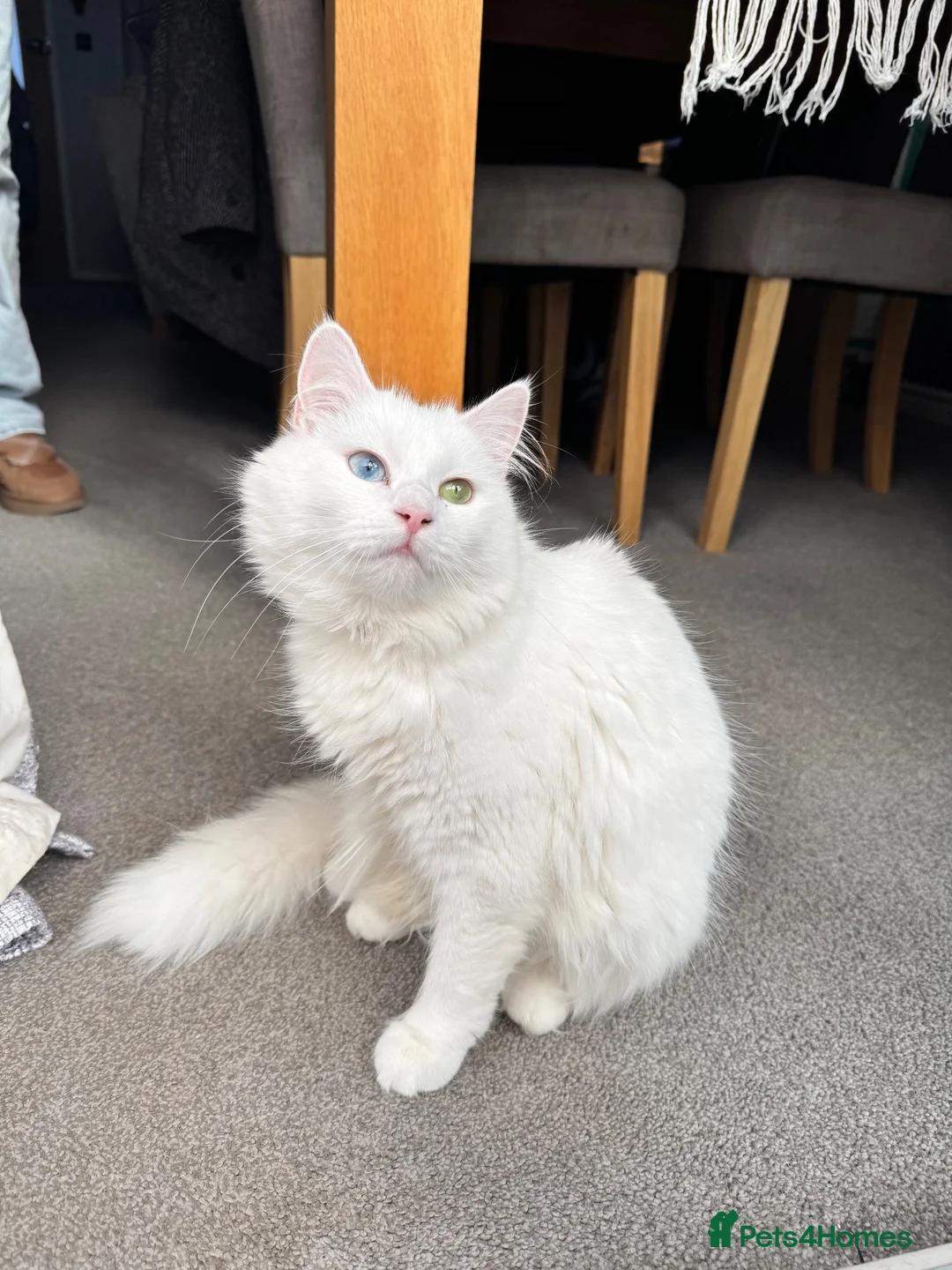 British Longhair cats for sale: 2 black boy kittens and 1 black girl  - Advert 1