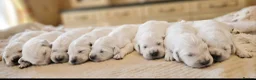 Golden Retriever dogs for sale: Newmiller Retrievers Upcoming Litter Announcement  - Advert 5