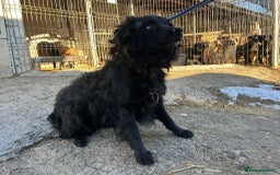Mixed Breed dogs for adoption: Dagry - Norwich Norfolk  - Advert 5