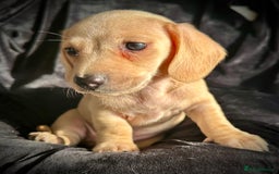 Miniature Dachshund dogs for sale: Miniature dachshund puppies  - Advert 16