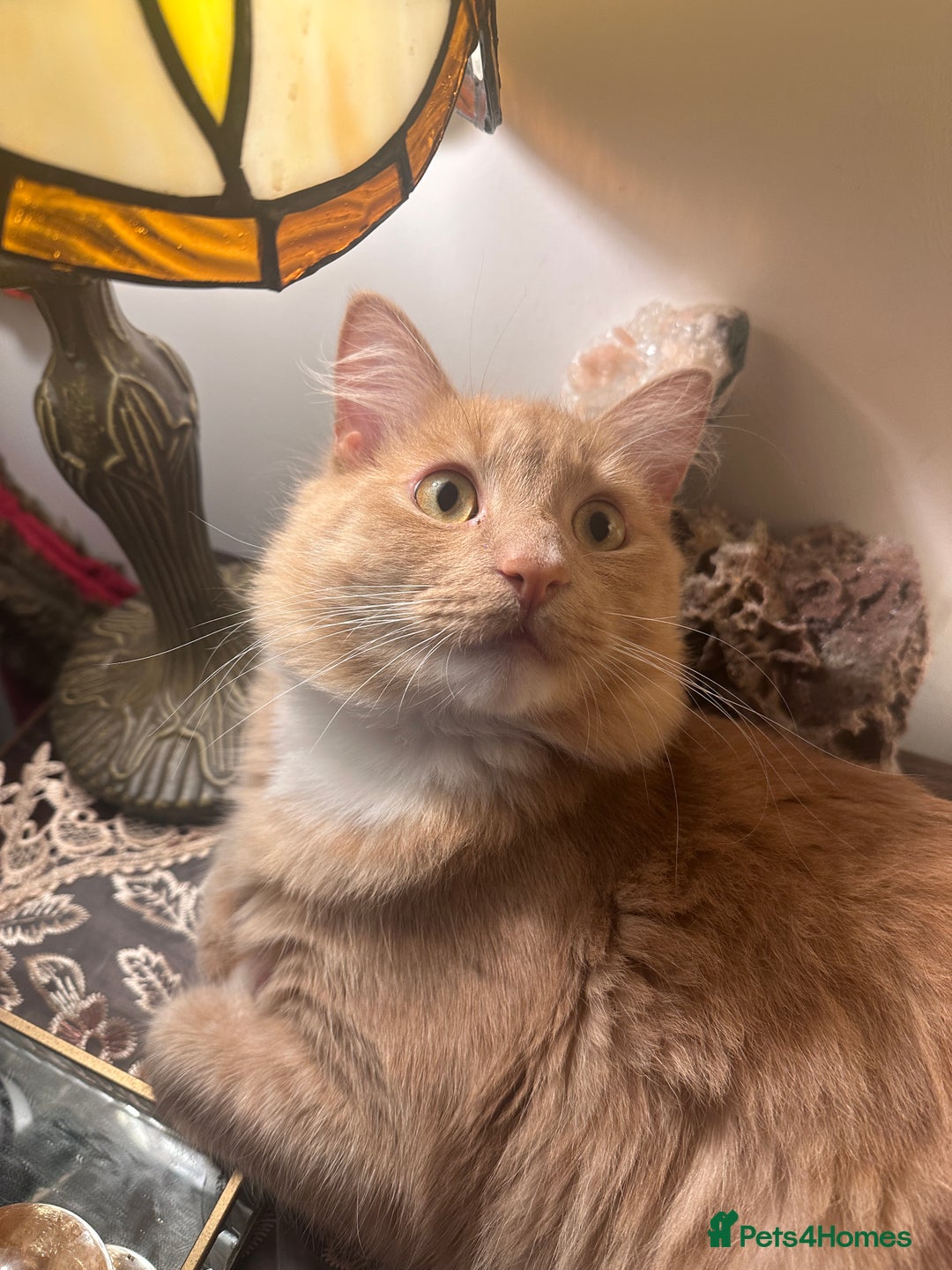 Mixed Breed cats for sale: Special needs cat for rehoming  - Advert 6