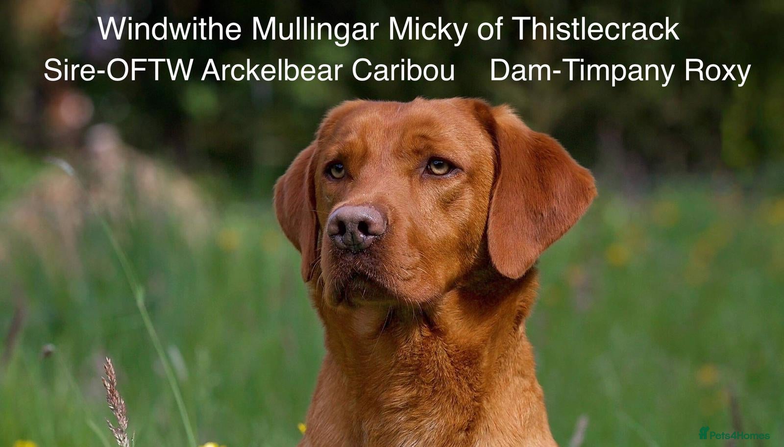 Labrador Retriever dogs At Stud Windwithe Mullingar Micky of Thistlecrack  in Lymington - Advert 20
