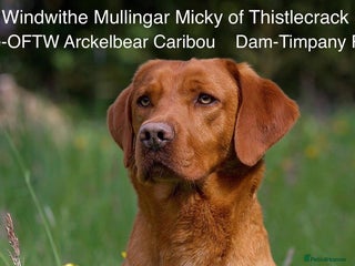 Labrador Retriever dogs in Lymington - Advert 23