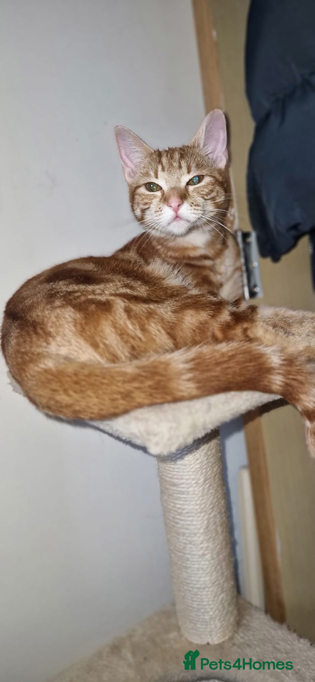 Domestic Shorthair cats for sale: Adorable Ginger Tabby Kitten ( ** ) - Advert 3