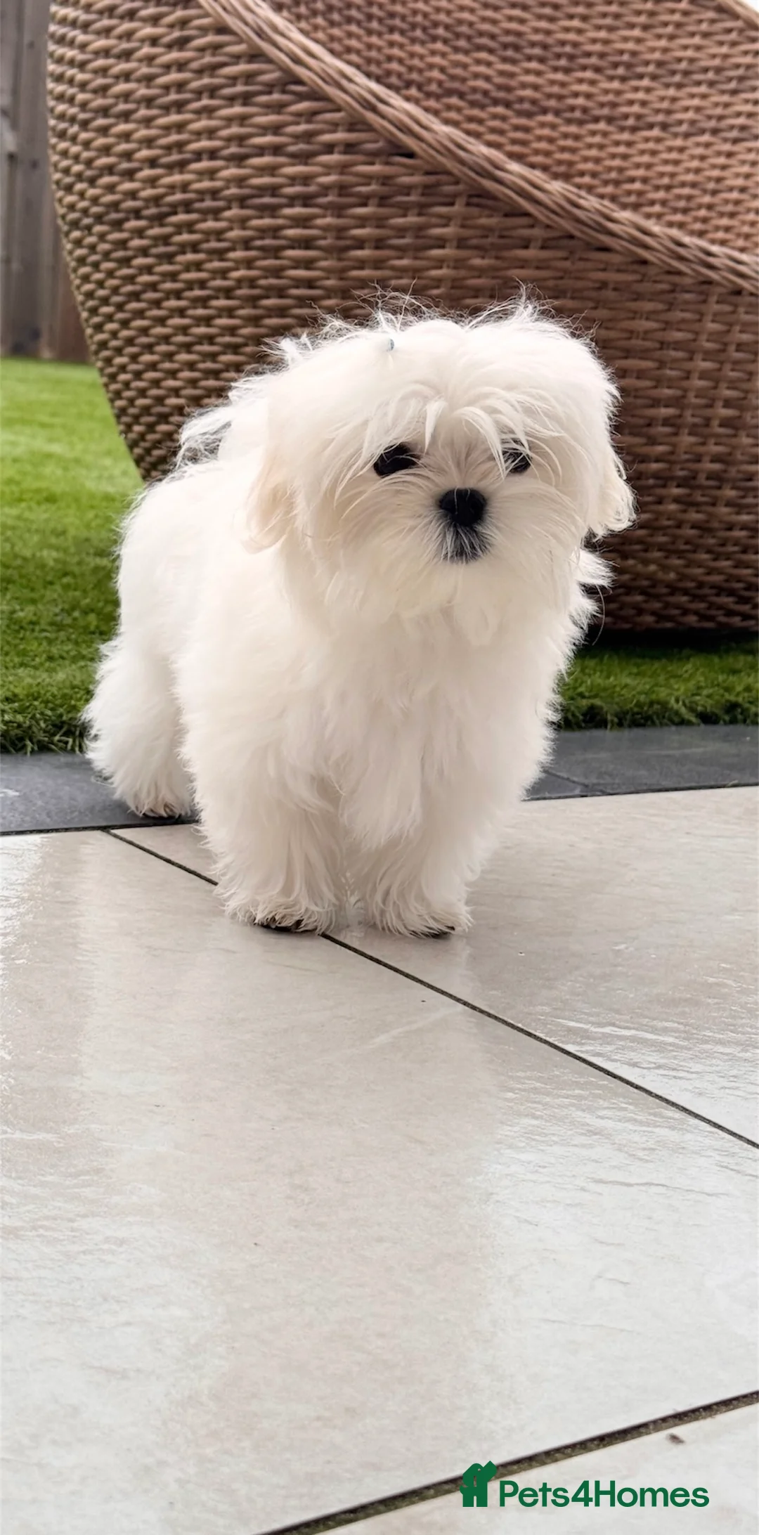 Maltese dogs for sale: 💎Last Boy Full Korean Maltese  Available💎 - Advert 25