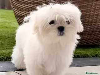 Maltese dogs Ready to Leave Now Quality Tiny Maltese - Advert 6