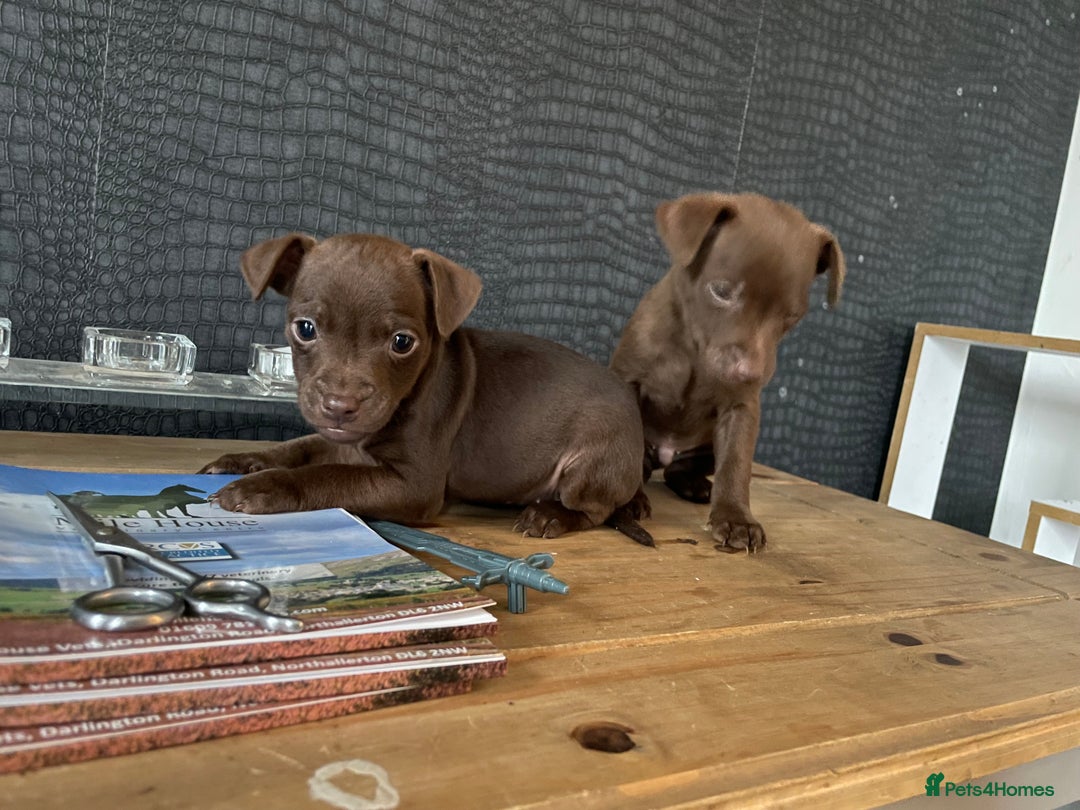 Patterdale Terrier dogs for sale: Parrerdale - Image 19