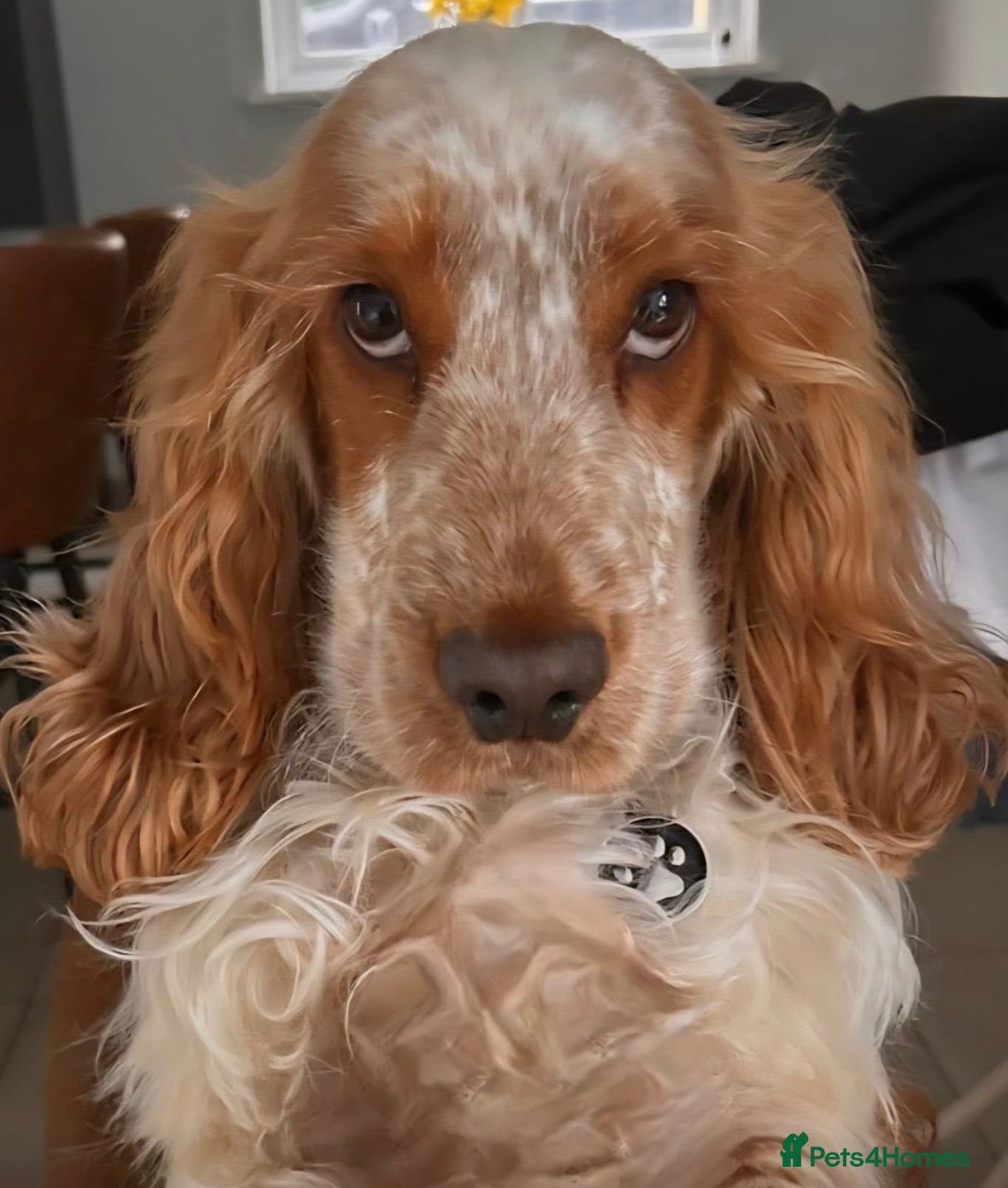 Cocker Spaniel dogs Gorgeous Orange Roan Show Cocker Spaniel for stud - Advert 15