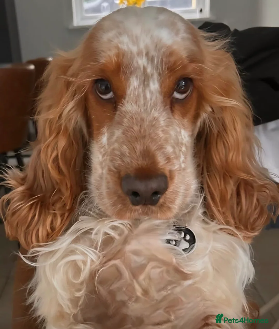 Cocker Spaniel dogs for stud: Gorgeous Orange Roan Show Cocker Spaniel for stud - Advert 1