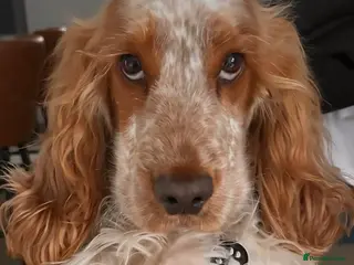 Cocker Spaniel dogs Gorgeous Orange Roan Show Cocker Spaniel for stud - Advert 15