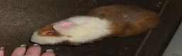 Guinea Pig rodents for sale: Guinea pigs  - Advert 2