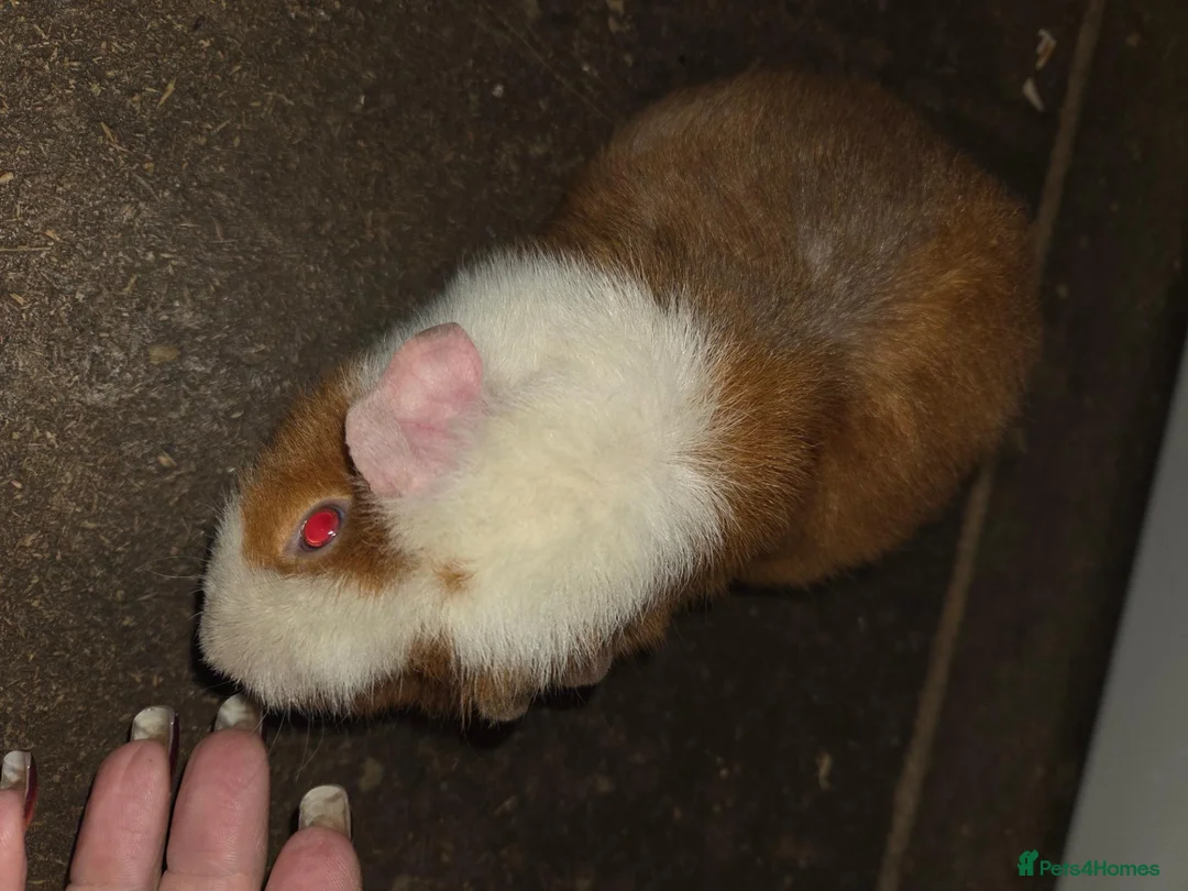 Guinea Pig rodents for sale: Guinea pigs  - Advert 2