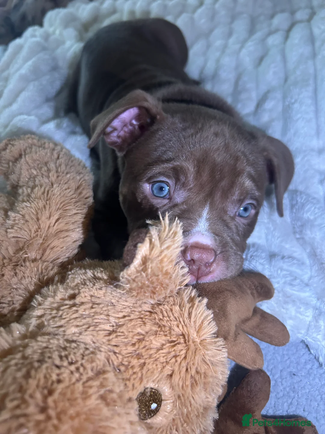 Mixed Breed dogs for sale: 4 girl pocket bully’s ready to go  - Advert 15