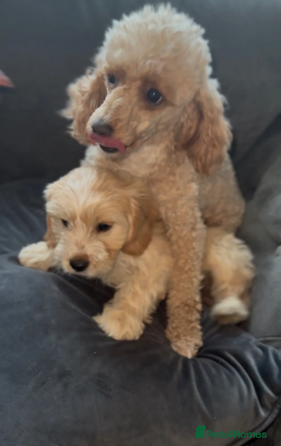 Cavapoo dogs for sale: Gorgeous cavapoo puppies  - Advert 2