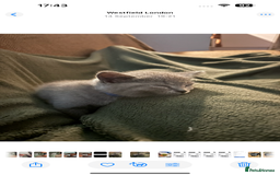 British Shorthair cats for sale: TICA Gorgeous chunky British Shorthair Male/Boy - Image 6