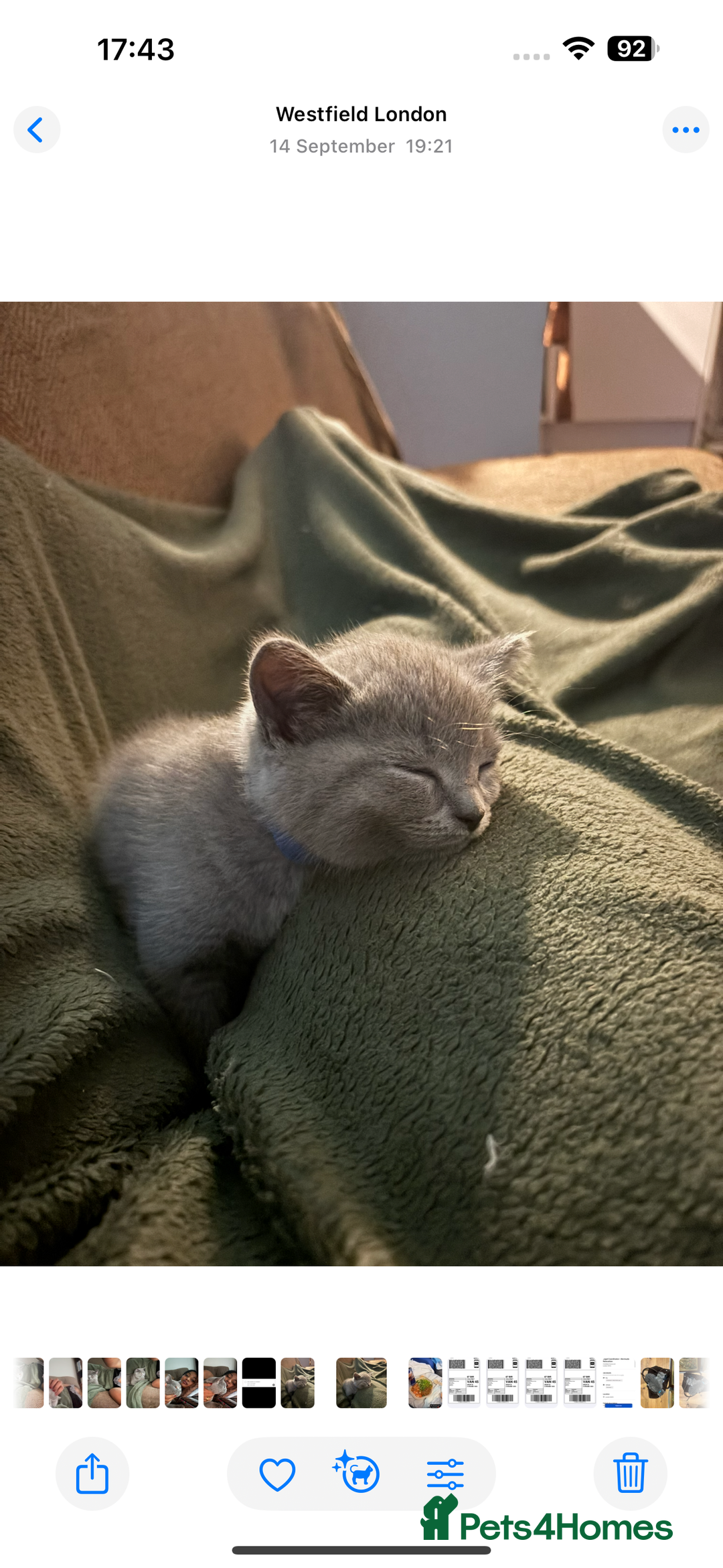 British Shorthair cats for sale: TICA Gorgeous chunky British Shorthair Male/Boy - Image 6