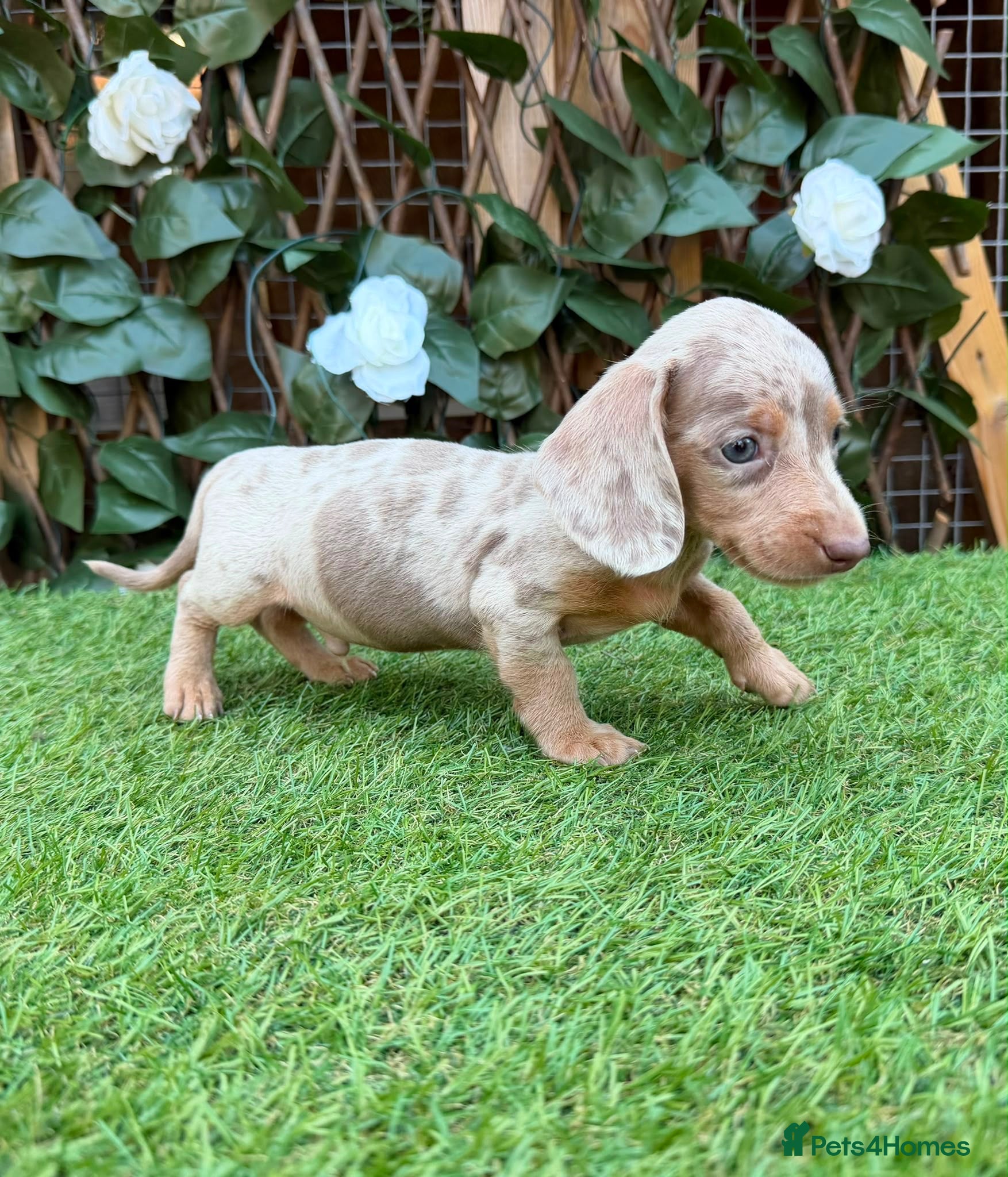 Miniature Dachshund dogs BEAUTIFUL TINY MINIATURE DASCHUNDS DAPPLE  - Advert 2
