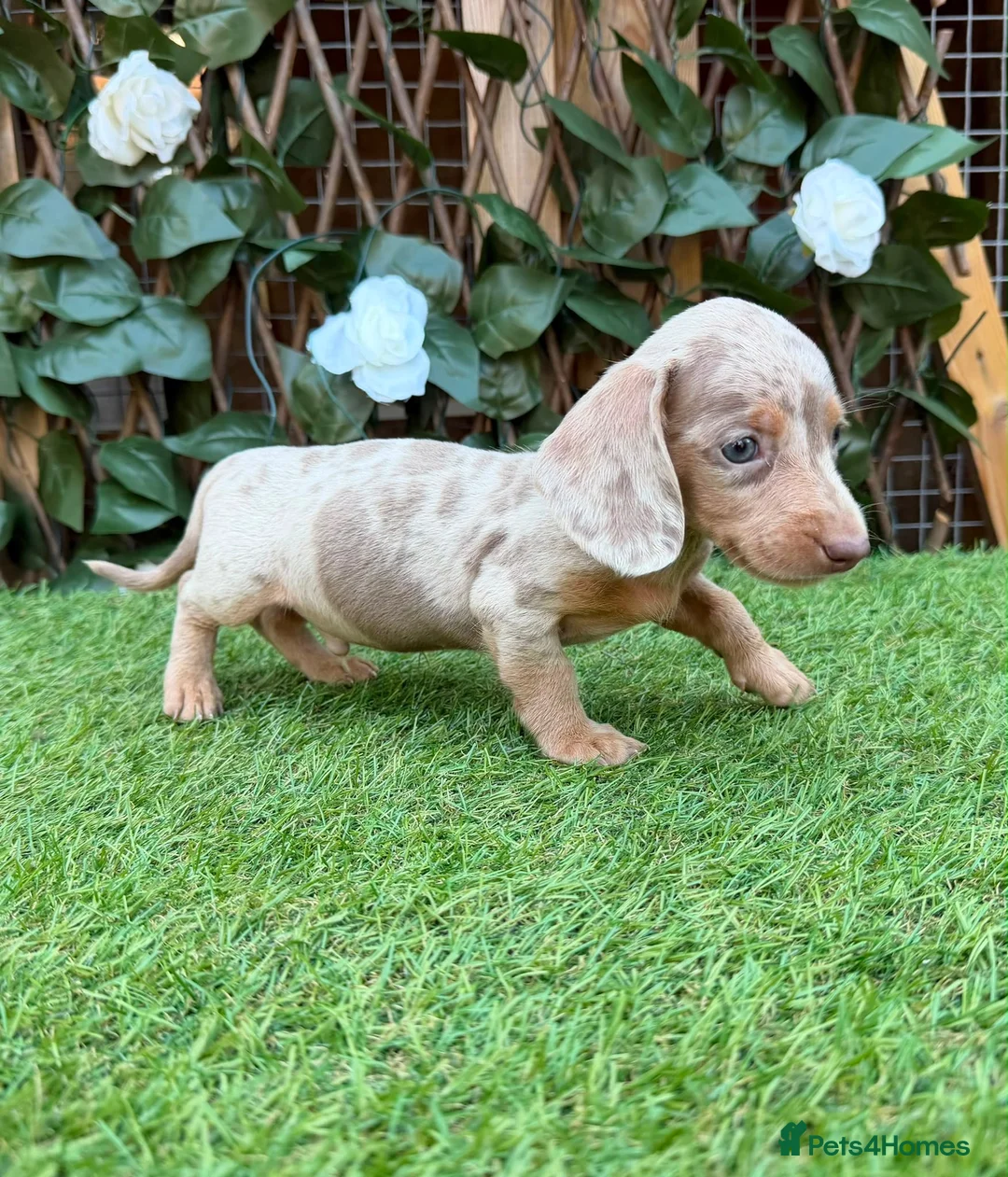 Miniature Dachshund dogs for sale: BEAUTIFUL TINY MINIATURE DASCHUNDS DAPPLE  - Advert 1