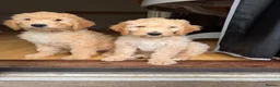 Australian Labradoodle dogs for sale: Last 2 Adorable Australian Labradoodles - Advert 24