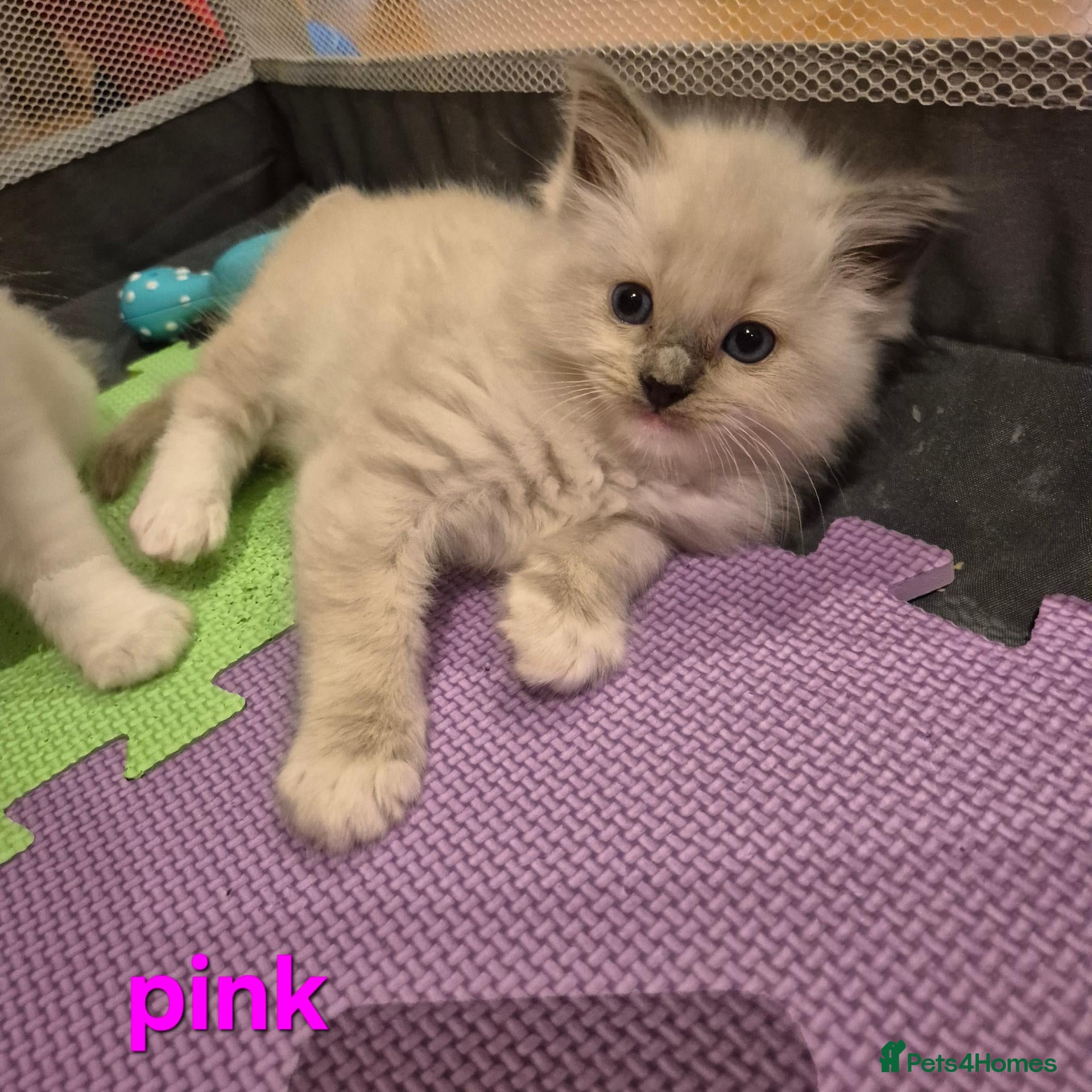 Ragdoll cats for sale: 🐾✨ Beautiful Ragdoll Kittens! ✨🐾 - Advert 18