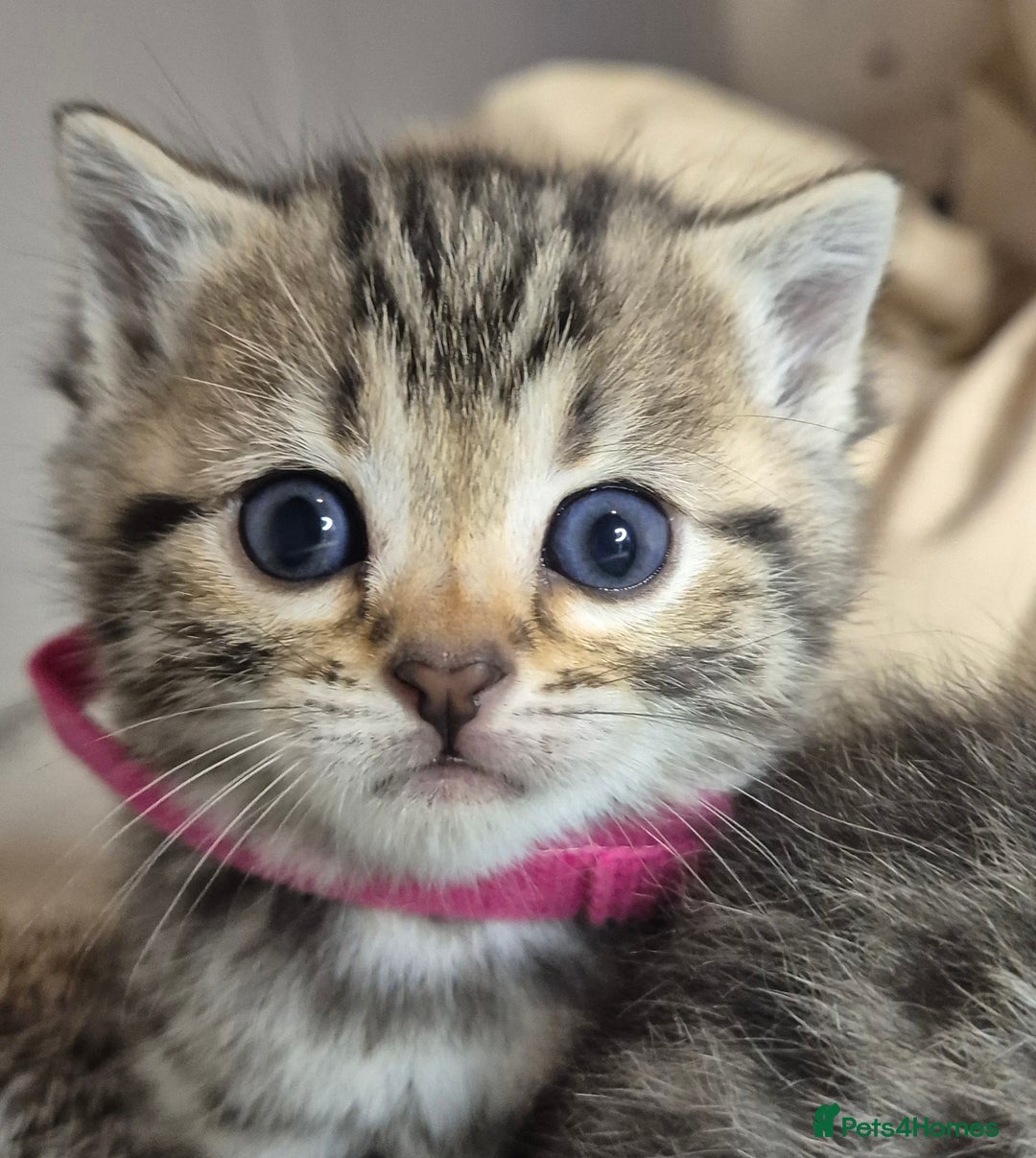 Bengal cats for sale: Bengal x British short hair - Advert 22