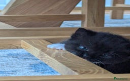 Mixed Breed cats for sale: 2 Sisters 1 Tabby and 1 Tuxedo Persian Mix - Image 13