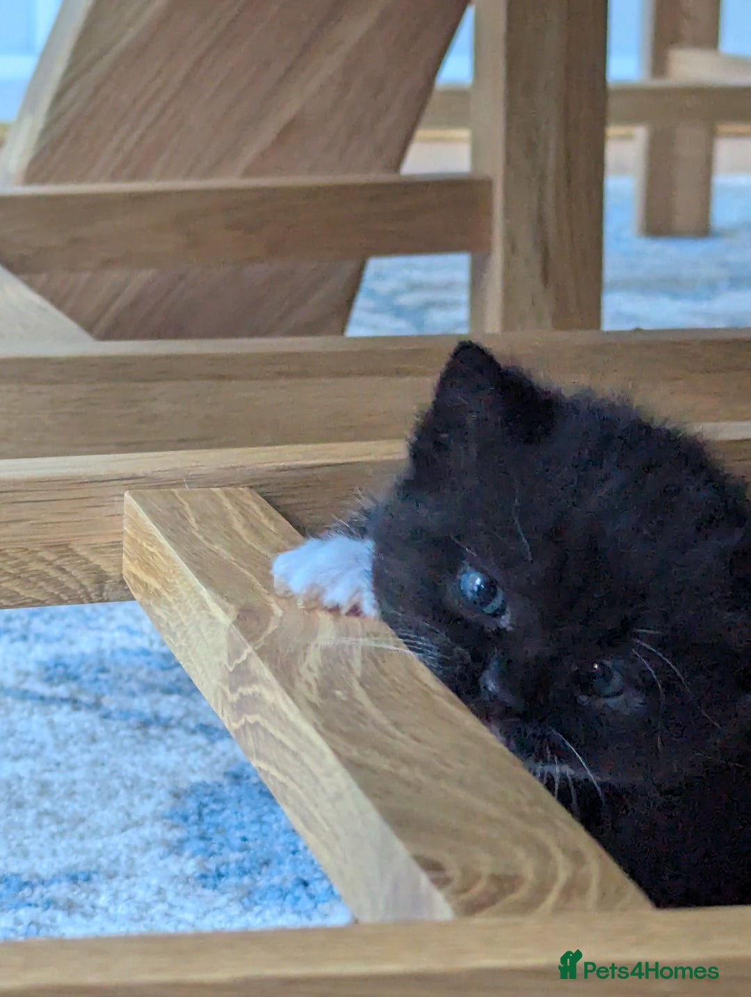 Mixed Breed cats for sale: 2 Sisters 1 Tabby and 1 Tuxedo Persian Mix - Image 13