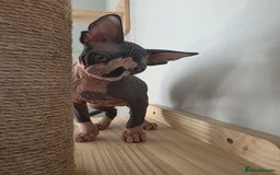 Sphynx cats for sale: 2 male sphynx cats - Image 11
