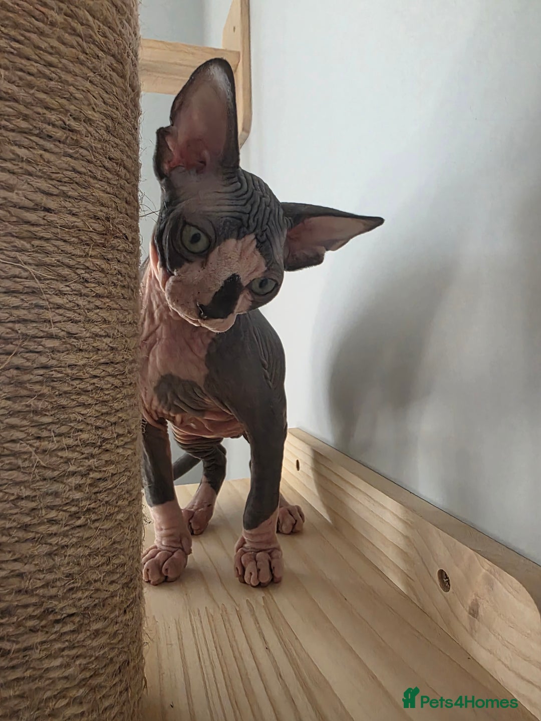 Sphynx cats for sale: 2 male sphynx cats - Image 11