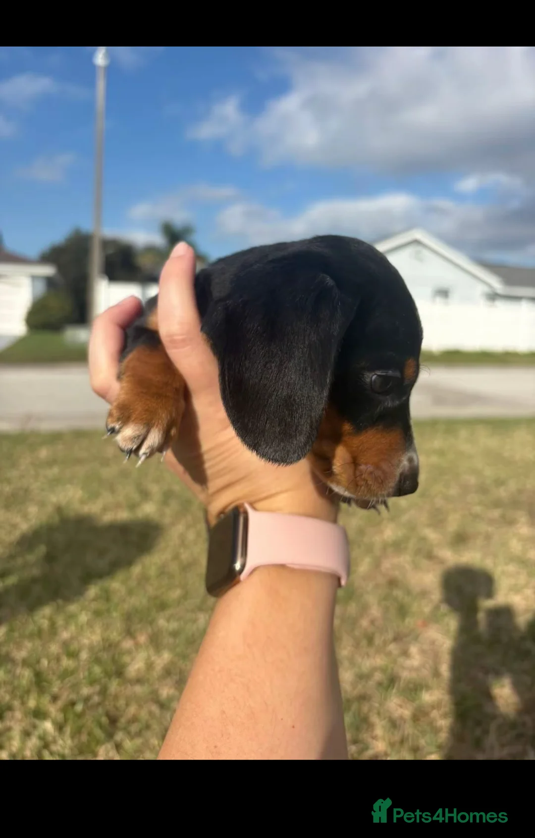 Miniature Dachshund dogs for sale: Stunning Litter of Mniature Dachshund Puppies - Advert 18