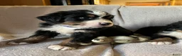 Bernese Mountain Dog dogs for sale: Beautiful Bernese mountain dogs  - Advert 5