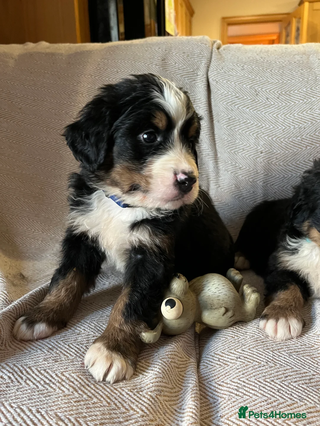 Bernese Mountain Dog dogs for sale: Beautiful Bernese mountain dogs  - Advert 5