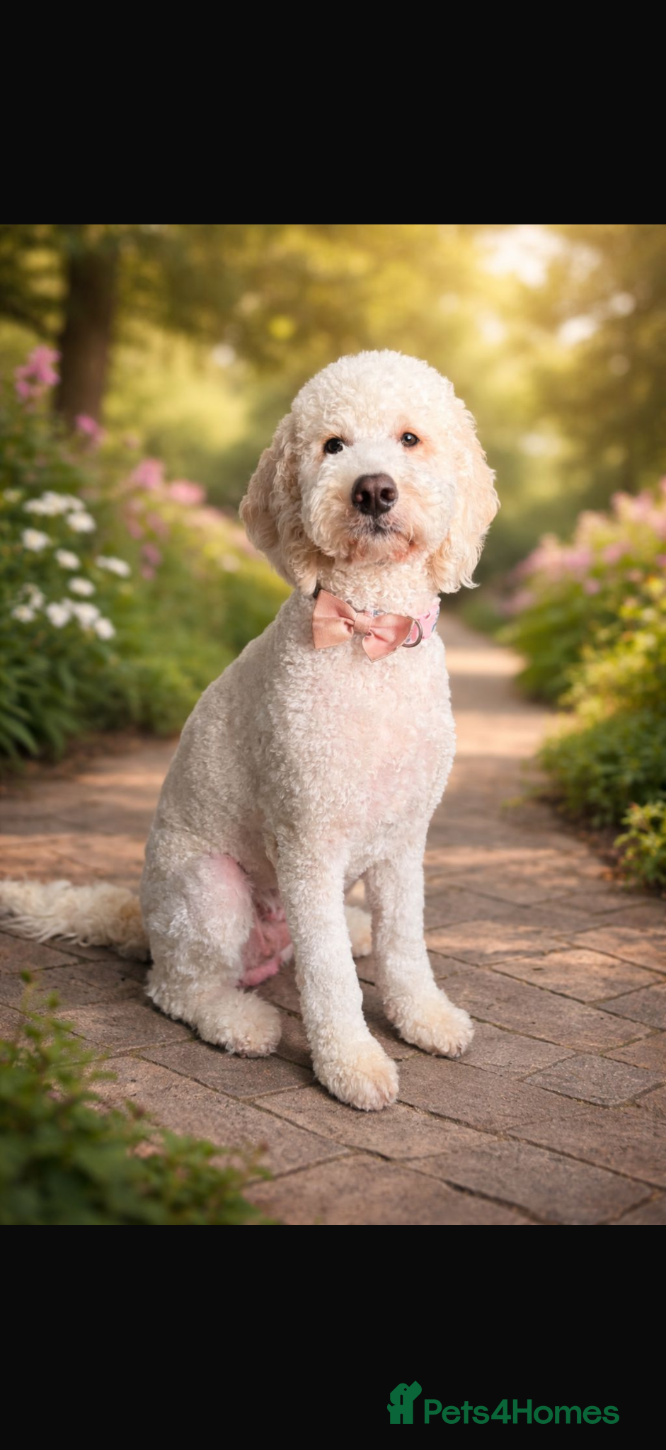 Australian Labradoodle dogs Australian Labradoodle Puppies for Sale 🐾 - Advert 1