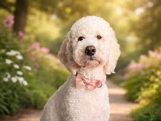 Australian Labradoodle dogs Australian Labradoodle Puppies for Sale 🐾 - Advert 1